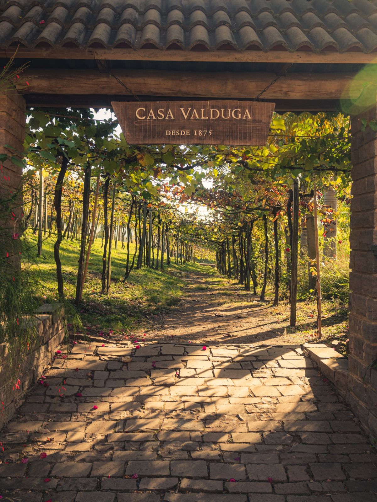 Vinicola_Casa_Valduga_22_5659406b37