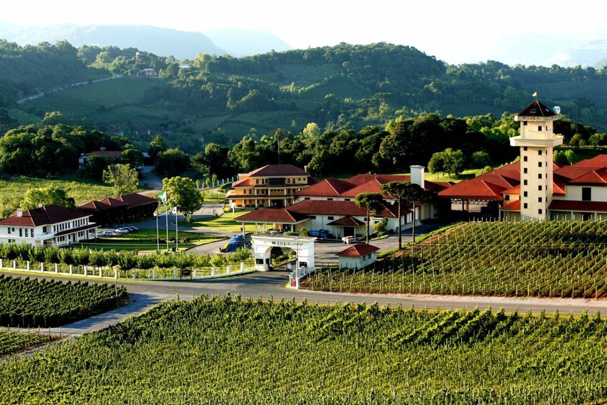 vinicola-miolo